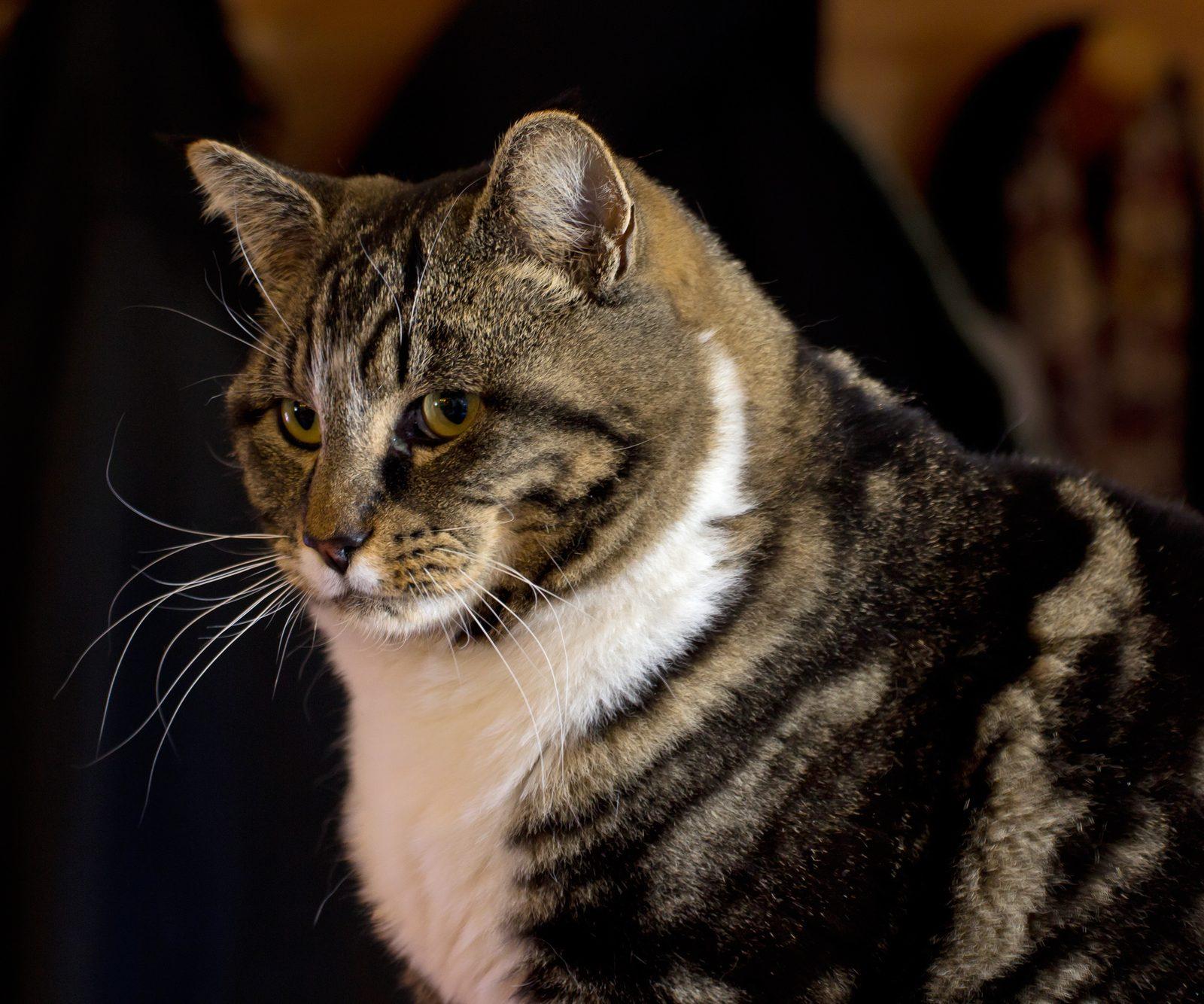El Paso Pet Owners: New Rules, Free Food Pantries, Emergency Guide